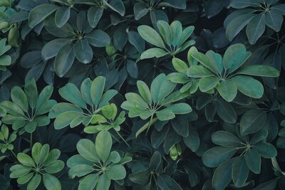 Umbrella Tree